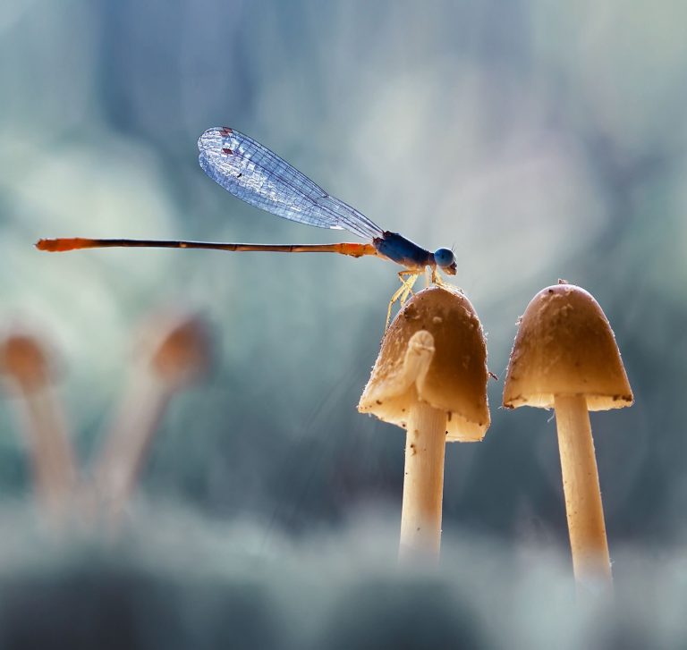Blaue Libellen schwirren über der dunklen Wasseroberfläche in einer ruhigen Umgebung.