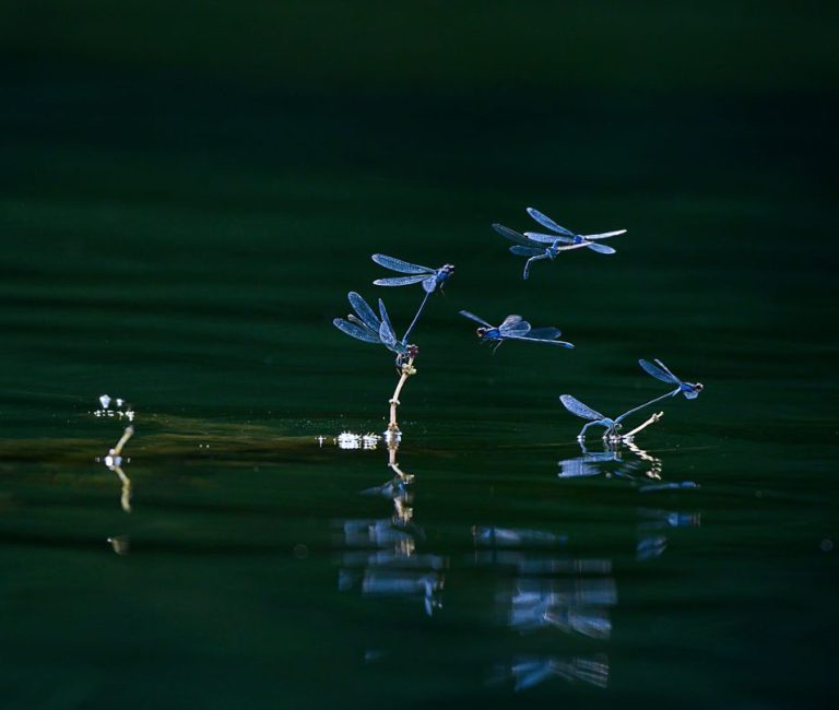 Jende Systemisches Coaching Blaue Libellen schwirren über der dunklen Wasseroberfläche in einer ruhigen Umgebung.