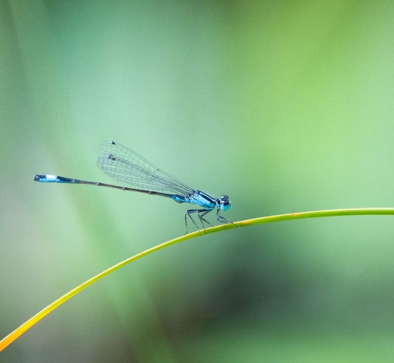 Jende Systemisches Einzelcaoching Eine blaue Libelle sitzt auf einem grünen Grashalm vor unscharfem Hintergrund.